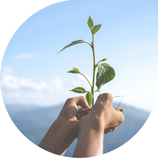 Ilustração de uma planta